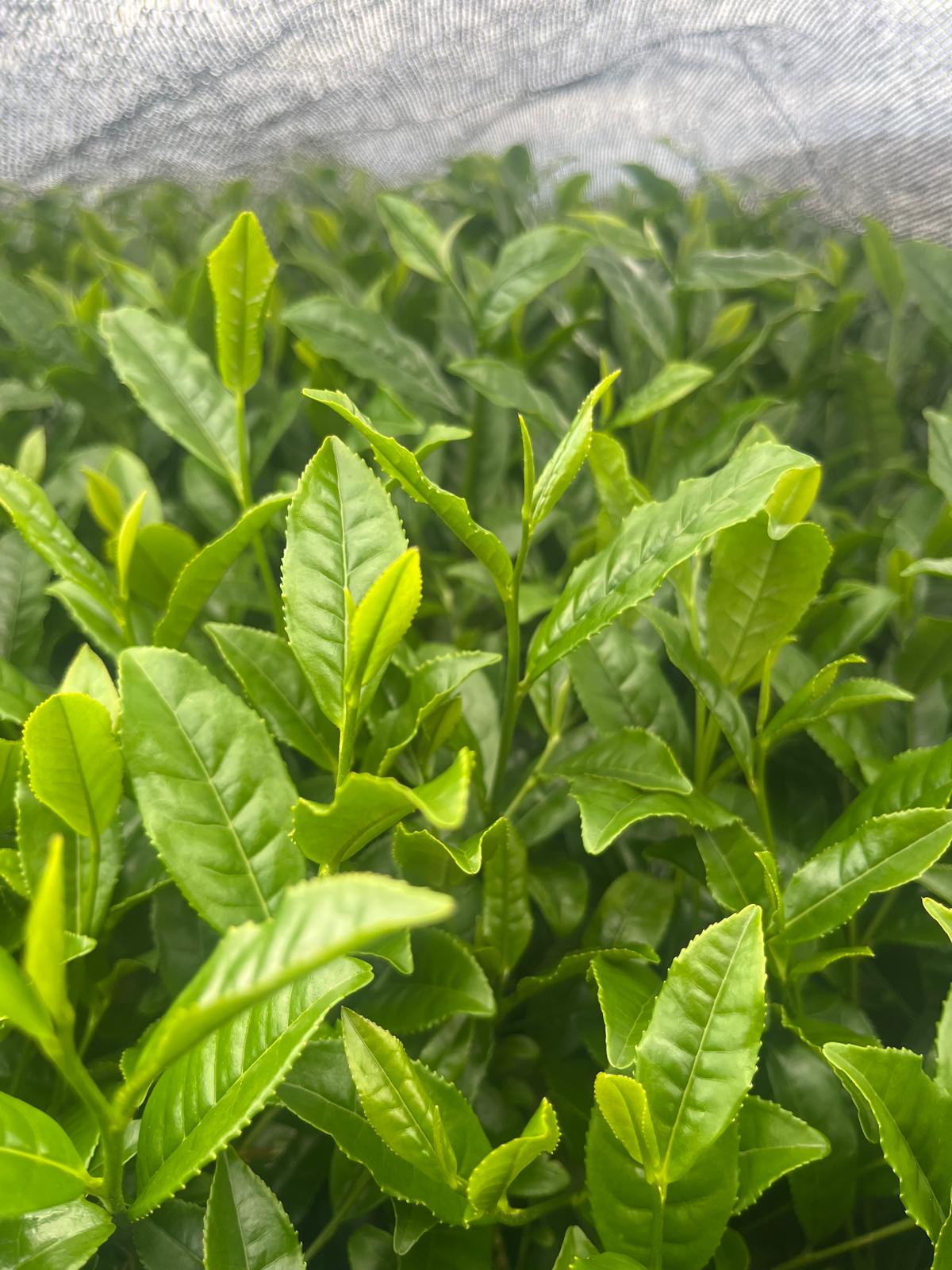 Hojas de té creciendo bajo malla de sombra en Japón