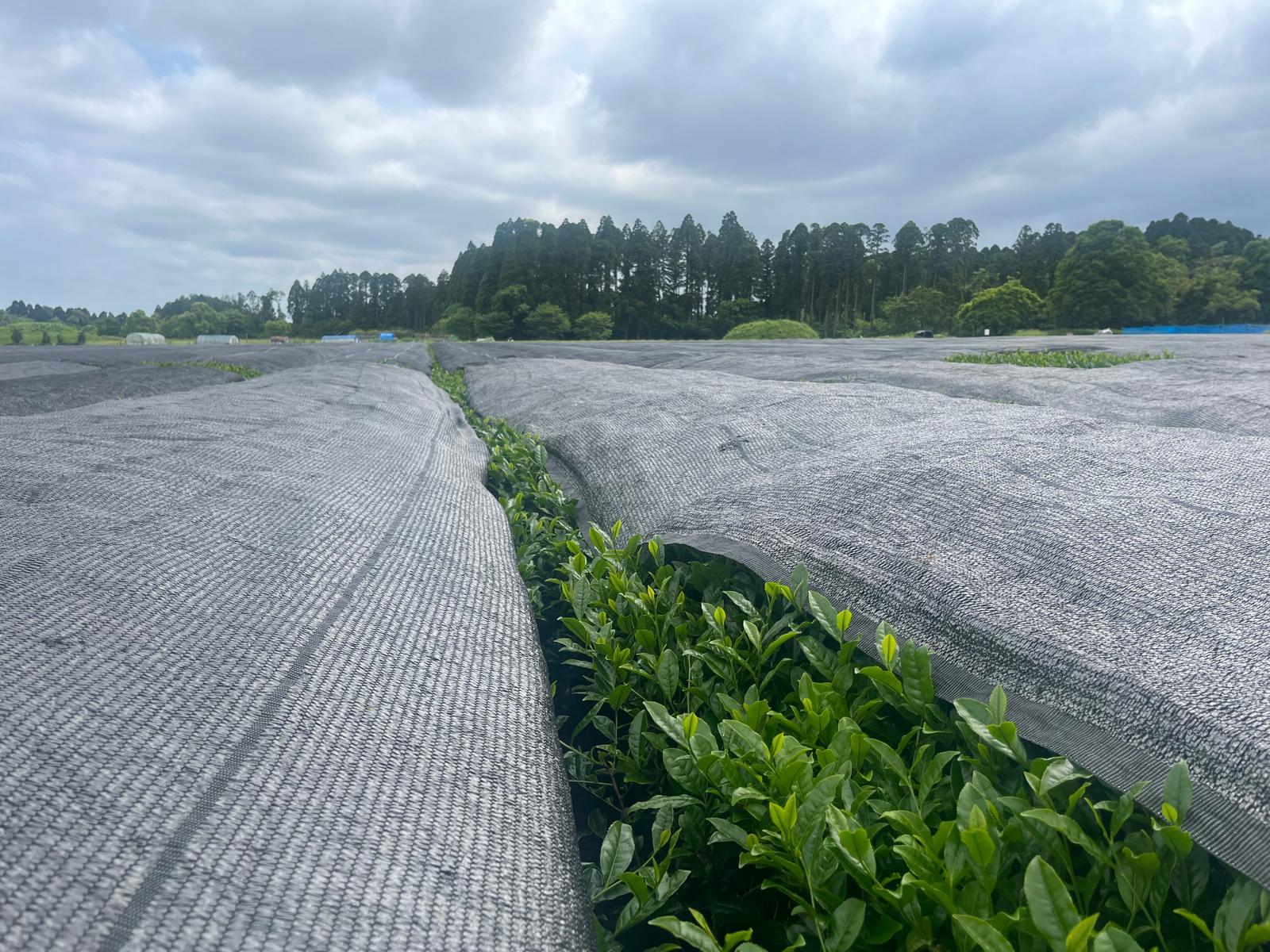 Campos de té cubiertos con malla de sombra en Japón