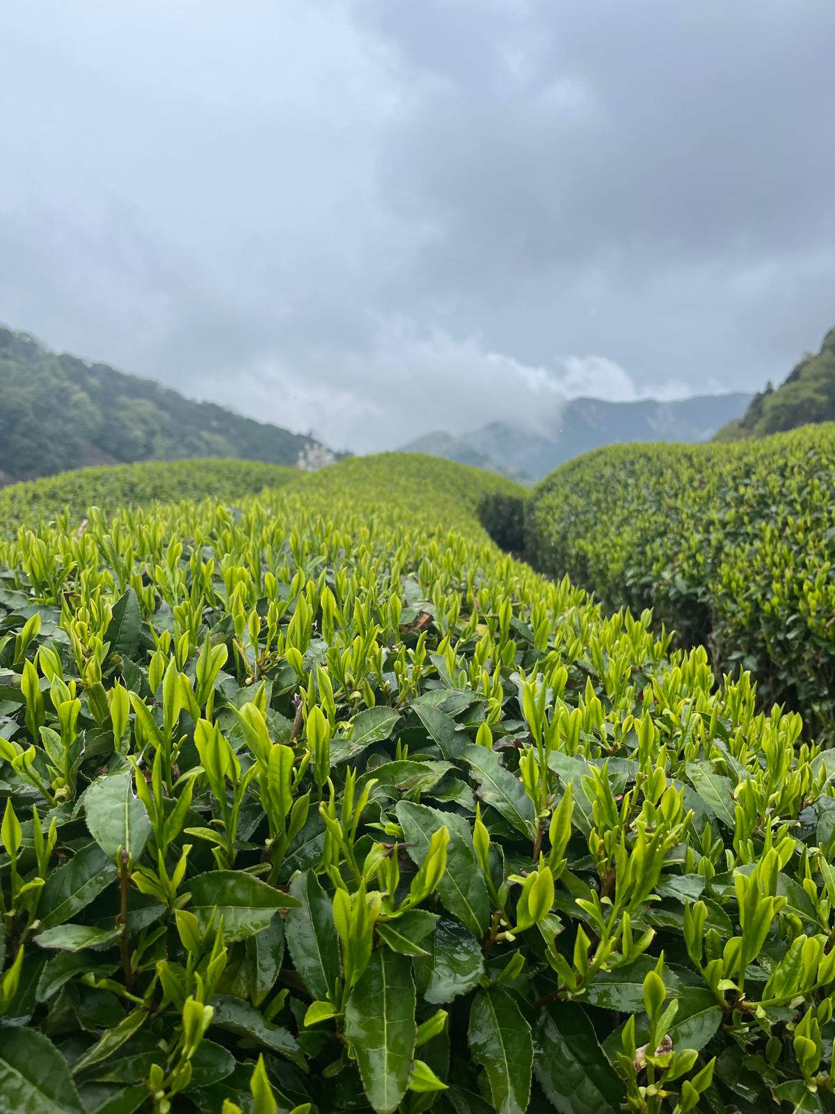 Campos de té entre montañas y niebla en Japón